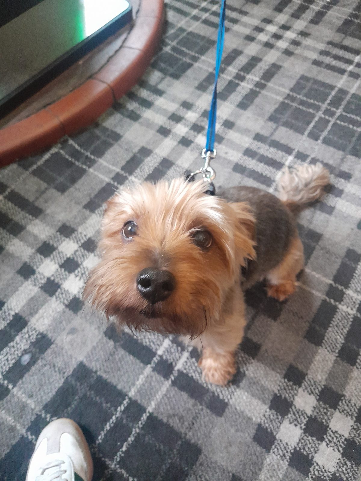 A dog in the bar, the Station Bar Alloa